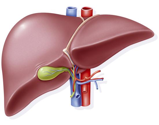 如怎样去判断自己的肝脏是否健康？