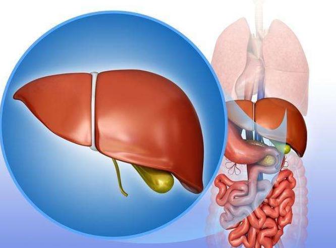 苏州国医堂张磊：从身体变化异常判断肝脏是否健康(图1)