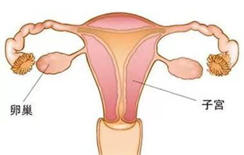 苏州国医堂万太保：如何正确认识卵巢囊肿(图1)